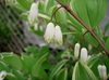 flowers and stems
