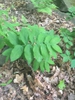 Form