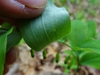 Hairs on underside of leaf