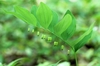 Flowers and leaves