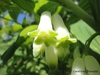 Close up of flower
