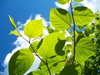 Leaves