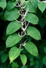Alternate leaves