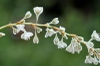 Silver Lace Vine