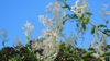 Polygonum aubertii