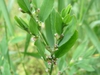 Leaves and flowers