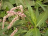 Flowers of P. glabrum