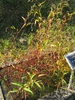 Polygonum hydropiper