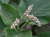 Flower and Leaves