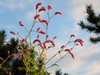 Form