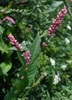 Flowers of P. persicaria