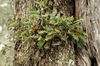 Form