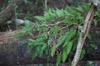 Fronds