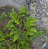 a fern with deeply divided fronds.