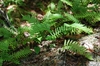 Polypodium virginianum
