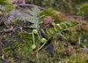 Polypodium virginianum