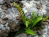 Polypodium virginianum