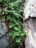 Polypodium virginianum