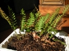 Polypodium virginianum