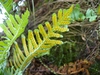Underside of frond with rows of yellowish orange sori.