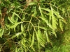 Leaves