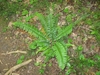 Rosette fern.