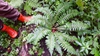 Polystichum braunii
