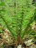 Polystichum braunii