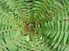 Polystichum braunii