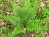Polystichum braunii