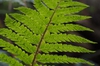 Close up of frond
