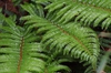 Polystichum polyblepharum