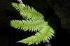 Polystichum setiferum