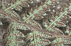 Polystichum setiferum