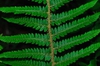 Polystichum setiferum