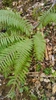 Polystichum setiferum