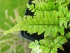 Polystichum tsus-simense