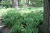 Understory covered with rosettes of ferns.