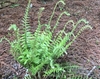 Polystichum acrostichoides