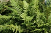 Polystichum luctuosum