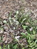 New fiddleheads emerging from rosette of old leaves.