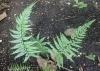 Polystichum luctuosum