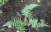 Polystichum luctuosum