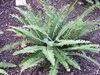 A neat rosette of pinnate fronds.