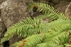 Pinnate fronds of varying lengths.