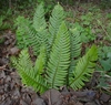 Pinnate fronds of varying lengths.