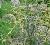 Thorny impenetrable network of leafless branches.