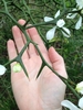 Hand cradling branch with large thorns and flowers