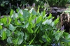Pontederia cordata