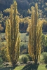 Populus nigra